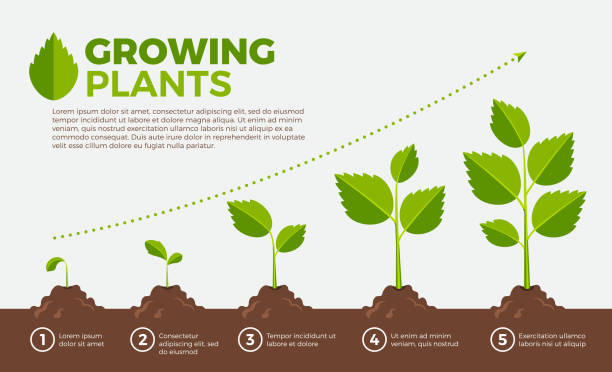 Different steps of growing plants. Vector illustration in cartoon style Different steps of growing plants. Vector illustration in cartoon style. Cultivation and botanical, step growing order sow stock illustrations