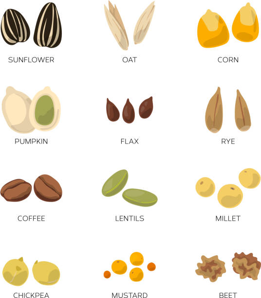ilustrações, clipart, desenhos animados e ícones de sementes de diferentes isoladas no branco. girassol, café, abóbora e outro ícone vector definido - flax seed