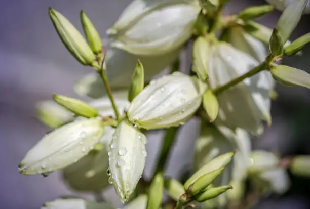 Blossoms of a Yucca Filamentosa plant in the garden