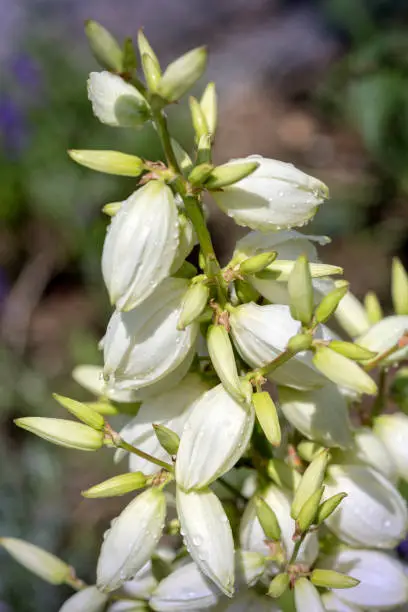 Blooming Yucca Filamentosa plant in the garden
