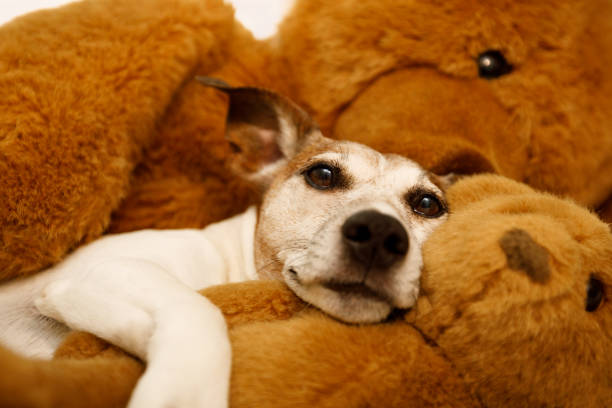 istock cozy  dog in bed with teddy bear 808410006