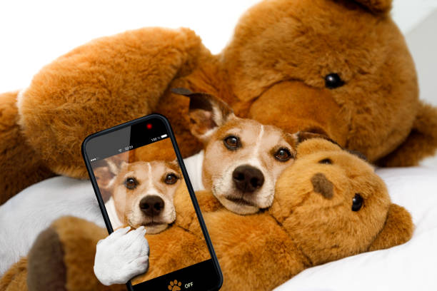 istock cozy  dog in bed with teddy bear 808410180