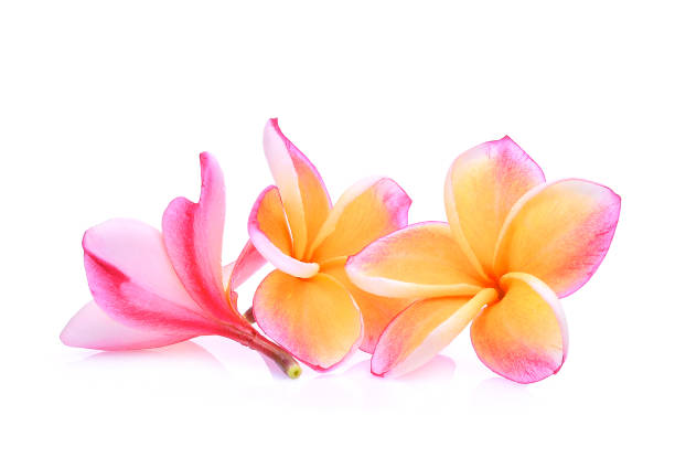 istock pink frangipani or plumeria (tropical flowers) isolated on white background 808410442
