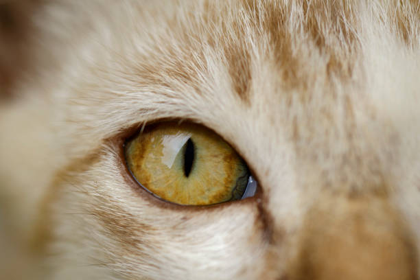 istock Image of a lovely cat. Pet Animal. 808444146