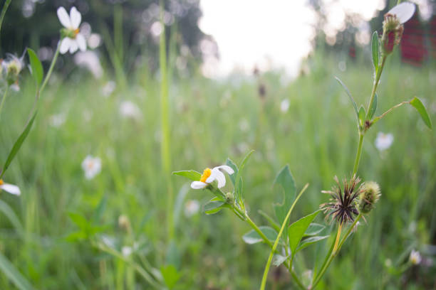 Flowers in the meadow by making the background blurry.