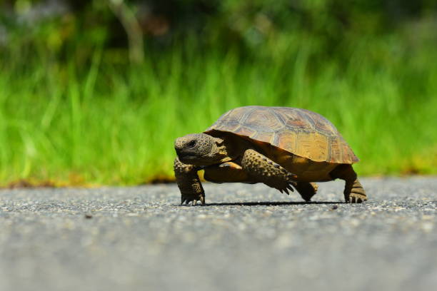 istock Ground level view of Gopher tortoise walking down asphalt road 808483516