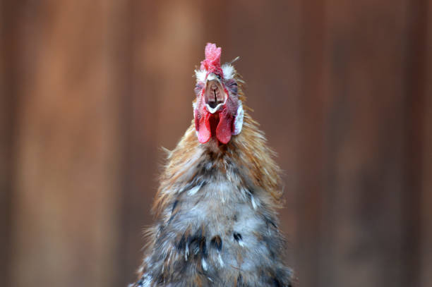 istock Beautiful colorful rooster crowing 808483584