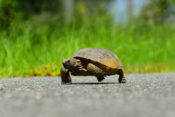 istock Close up of Gopher tortoise walking down asphalt road 808483800