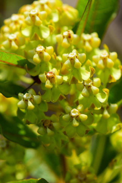 istock Macro of flowering Velvetleaf Milkweed 808484338