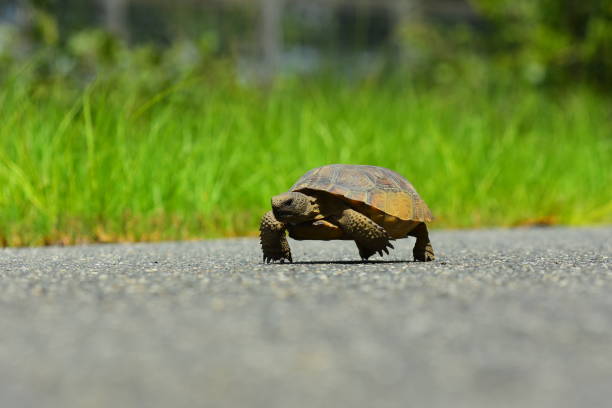 istock Gopher tortoise walking along edge of asphalt road 808496626