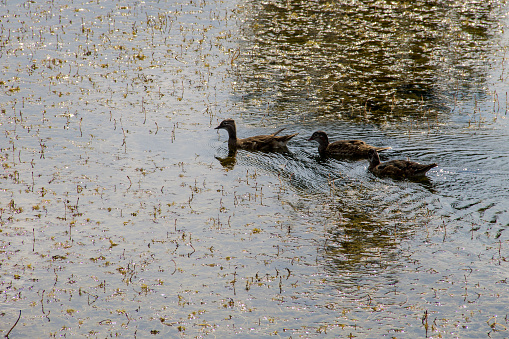 Wild ducks on the lake surface