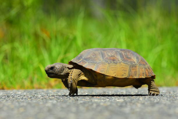istock Ground level side view of Gopher tortoise walking down asphalt road 808501206