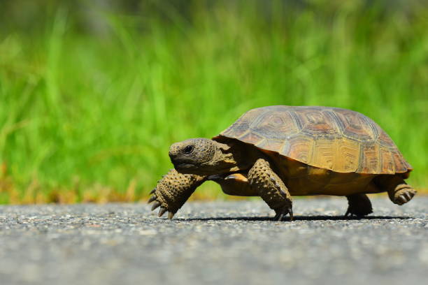 Ground level view of Gopher tortoise taking steps down asphalt road
