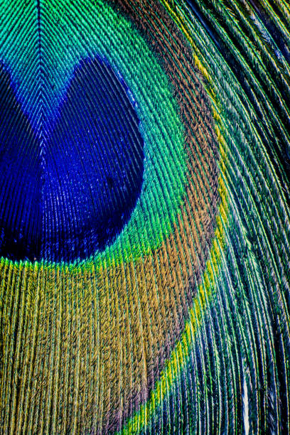 istock Detail close up of peacock feather eye 808501502
