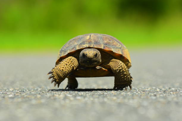 istock close up of Gopher tortoise walking down asphalt road towards camera 808502186