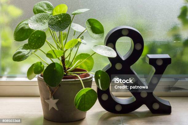 Pilea Peperomioides Money Plant Stock Photo - Download Image Now - Art, Arts Culture and Entertainment, Beige