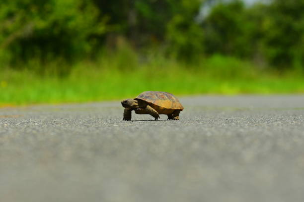 istock Gopher tortoise on the move, walking across asphalt road 808503410