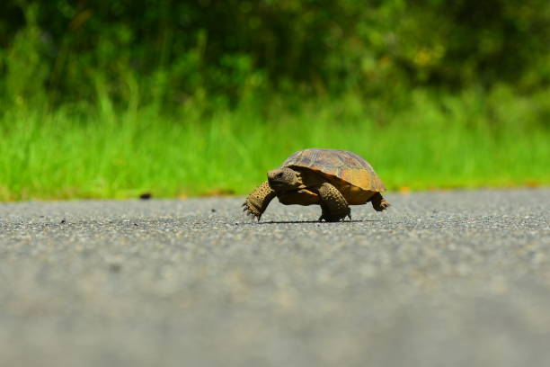 istock Gopher tortoise with two legs in the air as it crosses asphalt road 808503692