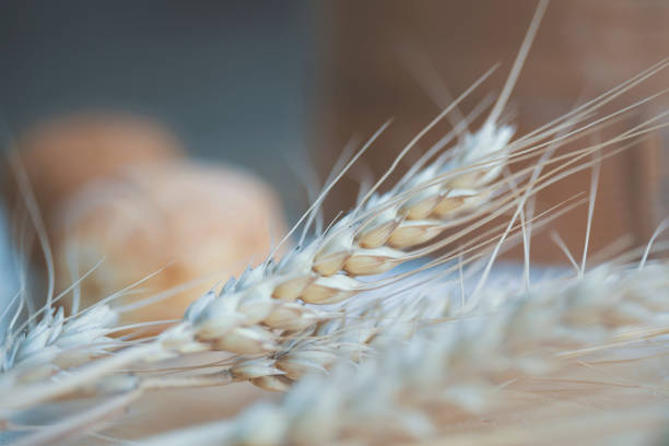 Ear of wheat in bakery, close-up.