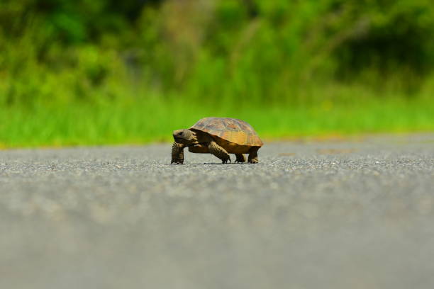 istock Gopher tortoise on the move, trekking across asphalt road 808503996