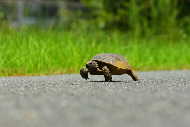 istock Gopher tortoise taking determined steps as it walks across asphalt road 808511612