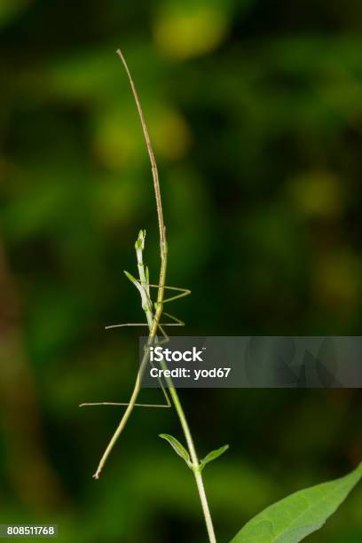 Foto de Imagem De Um Inseto De Vara Gigante De Sião Em Fundo De Natureza Inseto Animal e mais fotos de stock de Abdome