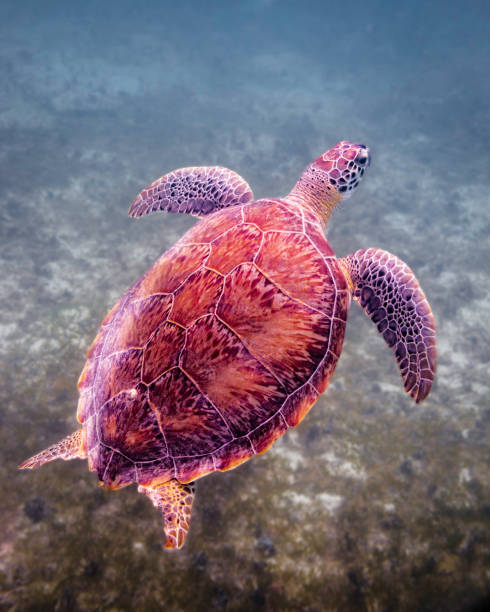 istock Green sea turtle coming up for air 808511920