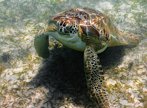 The Green Sea Turtle (Chelonia Mydas) has a smooth shell with large scales. The turtle has a colorful carapace from black to brown and from grey to green and yellow. The turtle can be found in the warm tropical and subtropical seas around the world. They eat seaweed, seagrass, and algae. Their weight up to 190 kg. Zanzibar belongs to their prefered nesting areas. In Nungwi, which is located in the north of the island it is possible to visit the Mnarani Marine Turtles Conservation Pond, which is a conservation initiative. Zanzibar is a semi-autonomous part of Tanzania in East Africa.