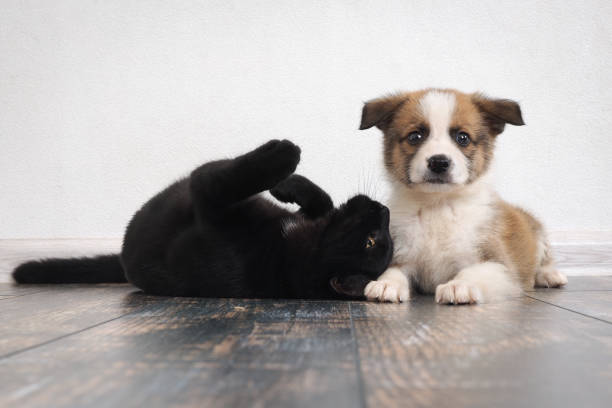 istock Funny puppy and cat on the floor 808512034