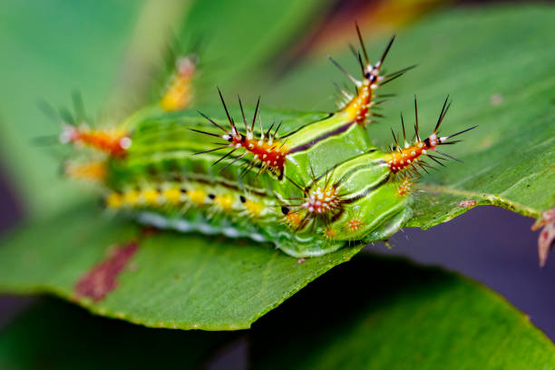 istock Image of a wattle cup caterpillar on nature background. Insect Animal 808512064