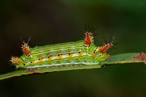 istock Image of a wattle cup caterpillar on nature background. Insect Animal 808512092