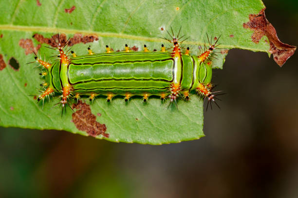 istock Image of a wattle cup caterpillar on nature background. Insect Animal 808512108