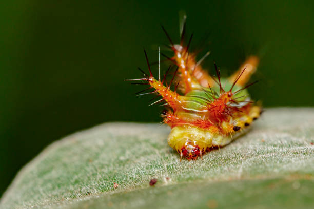 istock Image of a wattle cup caterpillar on nature background. Insect Animal 808512120