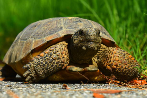 istock front view of Gopher tortoise resting at grassy edge of asphalt road 808512132