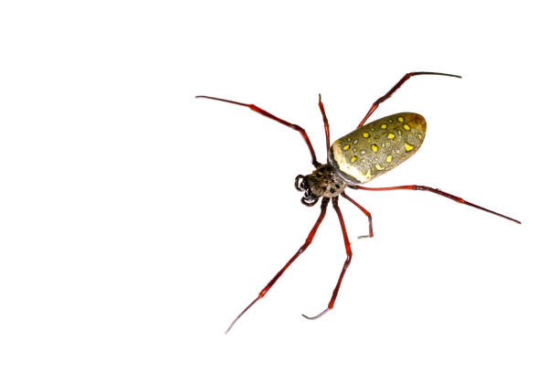 imagen de la araña de tela en oro batik / nephila antipodiana sobre fondo blanco. animales insectos - antipodiana fotografías e imágenes de stock