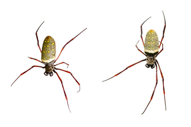 image de l’araignée d’or batik / nephila antipodiana sur fond blanc. animaux insecte - antipodiana photos et images de collection