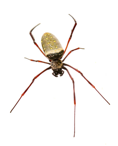 imagen de la araña de tela en oro batik / nephila antipodiana sobre fondo blanco. animales insectos - antipodiana fotografías e imágenes de stock