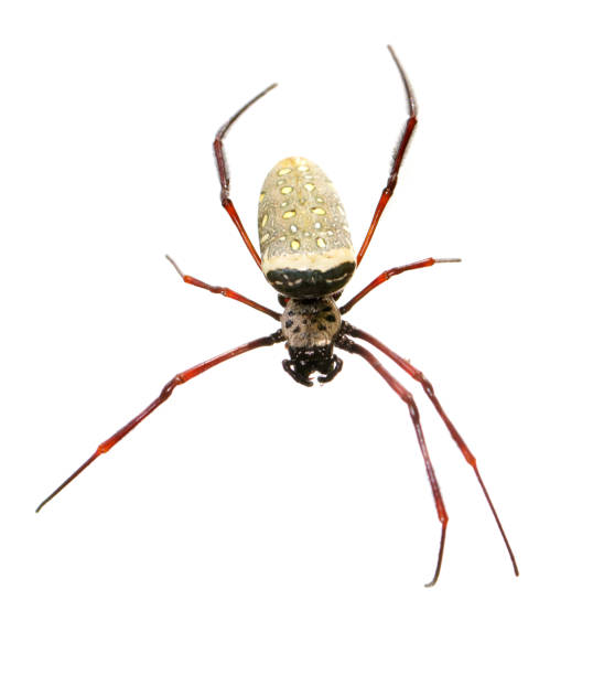 imagen de la araña de tela en oro batik / nephila antipodiana sobre fondo blanco. animales insectos - antipodiana fotografías e imágenes de stock