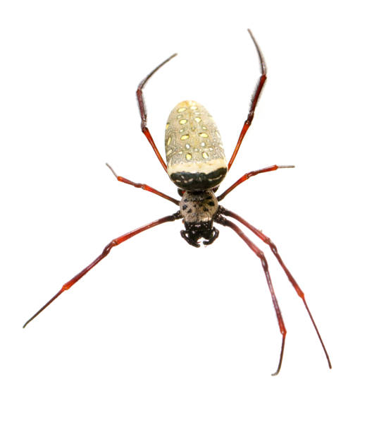 image de l’araignée d’or batik / nephila antipodiana sur fond blanc. animaux insecte - antipodiana photos et images de collection