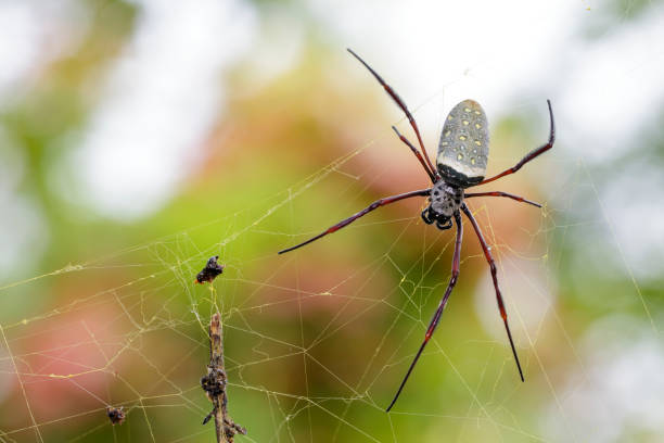 imagen de la araña de tela en oro batik / antipodiana nephila en la red. animales insectos. - antipodiana fotografías e imágenes de stock