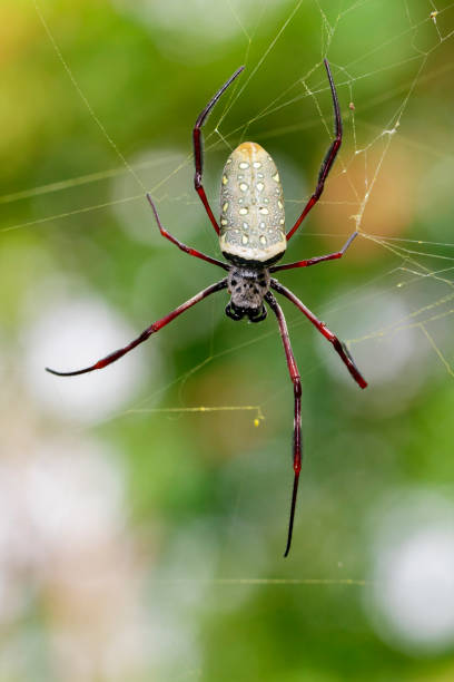 imagen de la araña de tela en oro batik / antipodiana nephila en la red. animales insectos. - antipodiana fotografías e imágenes de stock