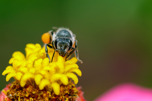 Image of bee on pollen. Insect Animal