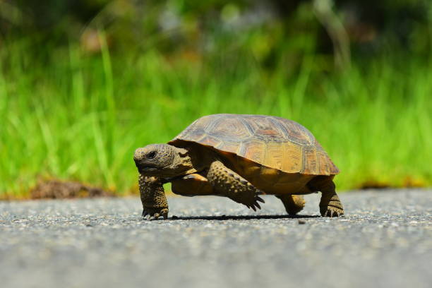 istock Ground level view of Gopher tortoise walking on asphalt road 808512680