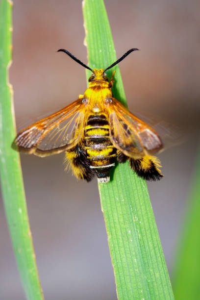 Image of a Hornet moth (Sesia apiformis) female on green leaves. Insect Animal stock photo