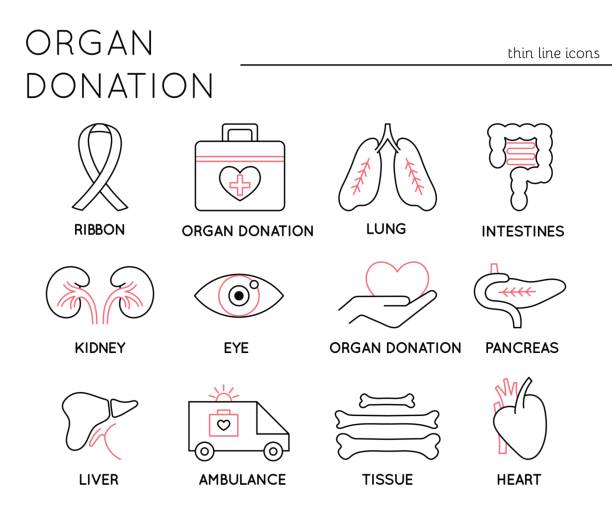 illustrations, cliparts, dessins animés et icônes de jeu d’icônes organ donation - transplantation cardiaque