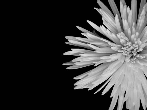istock Chrysanthemum on black background, black and white color. Copy space texture background 808536856