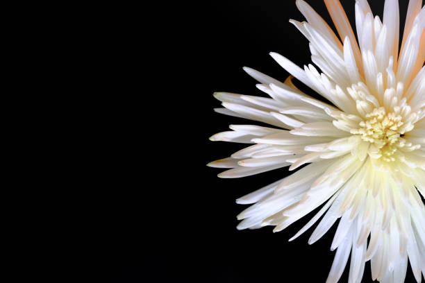 white chrysanthemum on a black background, white chrysanthemum will bloom
