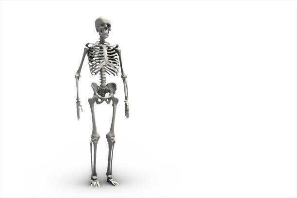 istock Illustration of a human skeletal system 3d illustration 808551574