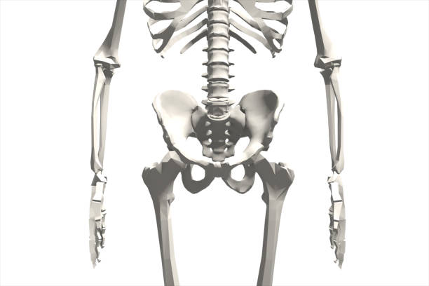 istock Illustration of a human skeletal system 3d illustration 808551766