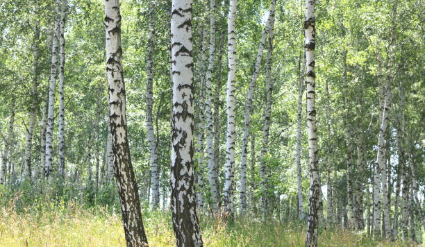 istock white birches in summer in birch grove 808553430